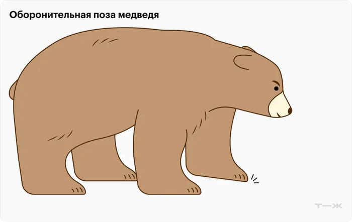 meeting-with-bear-2desk